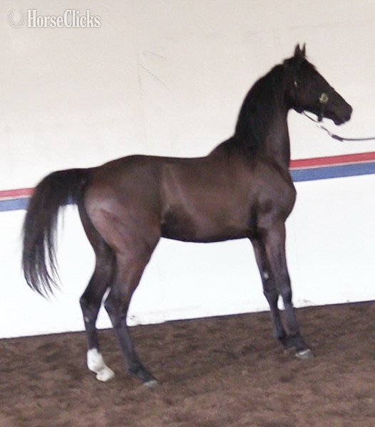 "Ebony Heir" Black Gelding Arabian Cross in Michigan