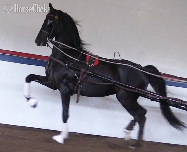 "Ebony Heir" Black Gelding Arabian Cross