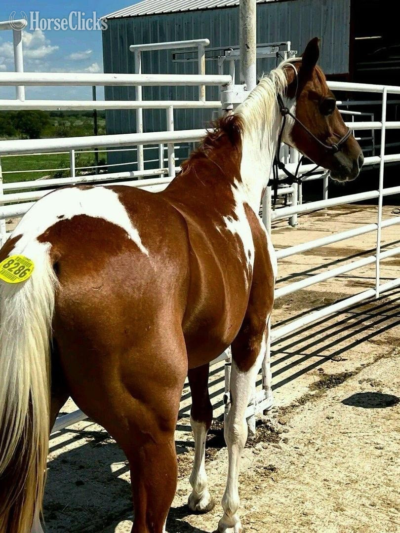 "Daisy " Brown Mare Quarter Horse in Wisconsin