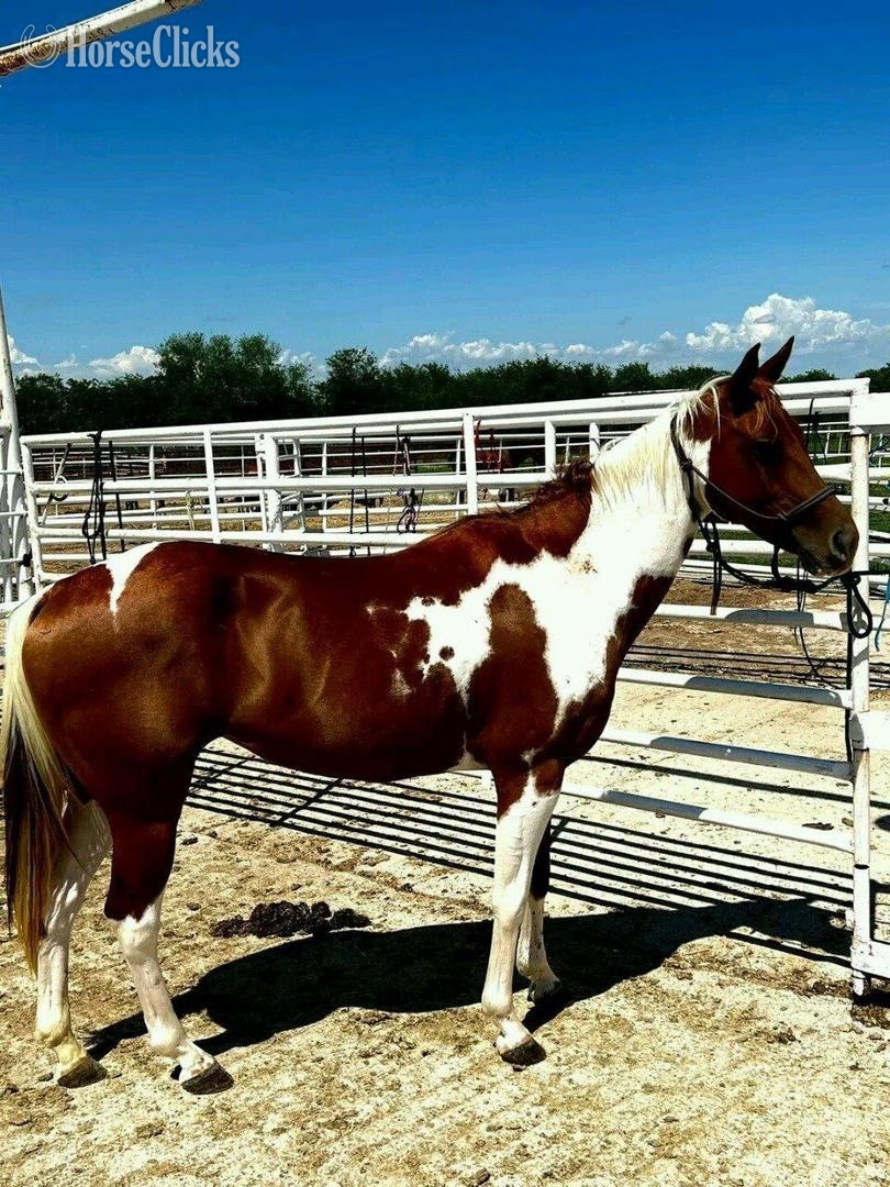 "Daisy " Brown Mare Quarter Horse