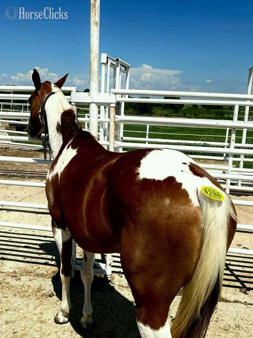 Wisconsin "Daisy " Brown Mare Quarter Horse