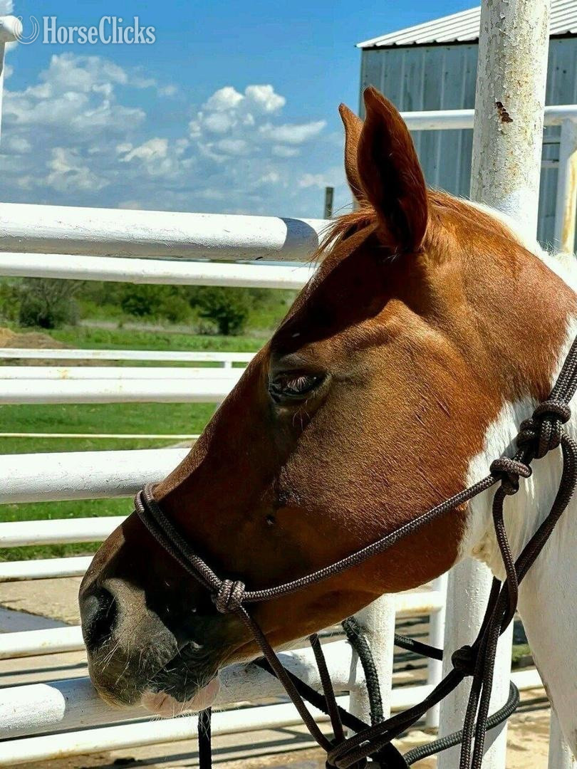 "Daisy " Brown Mare Quarter Horse - Quarter Horse in Wisconsin