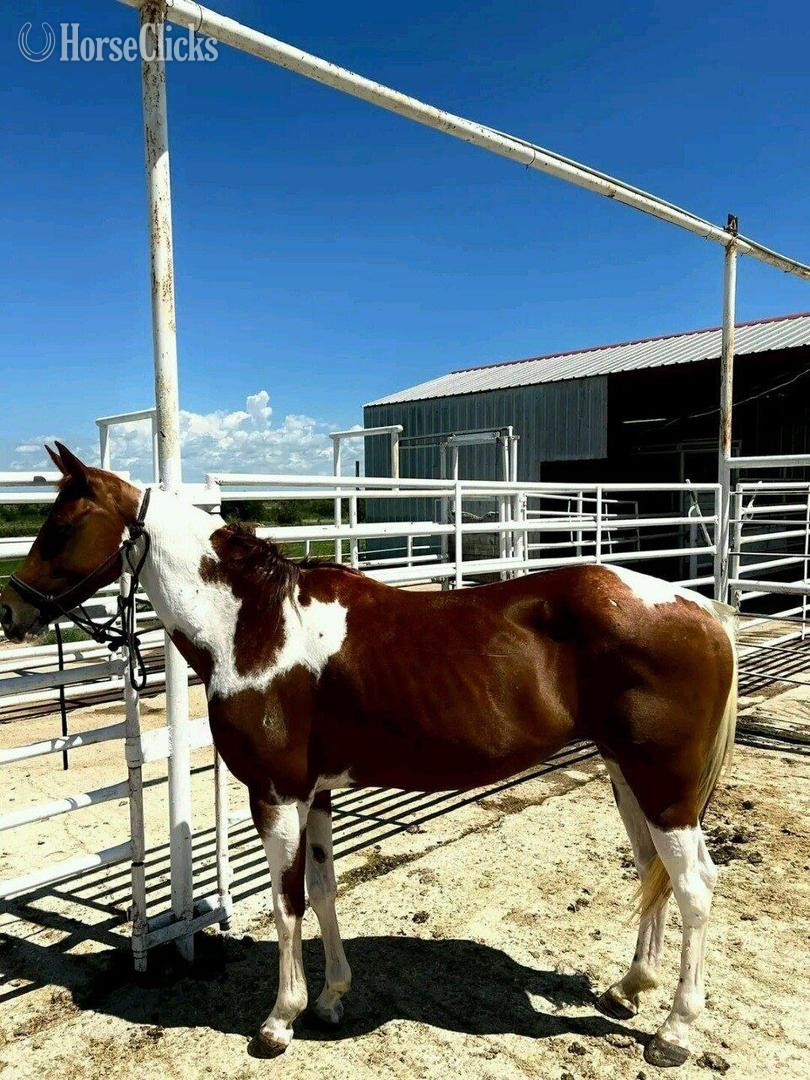 "Daisy " Brown Mare Quarter Horse - Quarter Horse