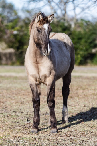 "SEVENS SILVER QUEEN" Grullo Filly Gypsy Vanner