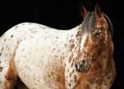 "Sprinkles" Spotted Mare POA