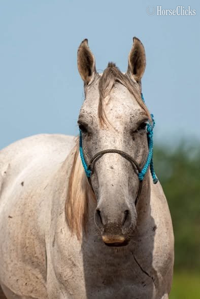 "Royal" Grey Gelding Quarter Horse in Texas