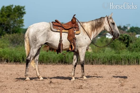 Texas "Royal" Grey Gelding Quarter Horse
