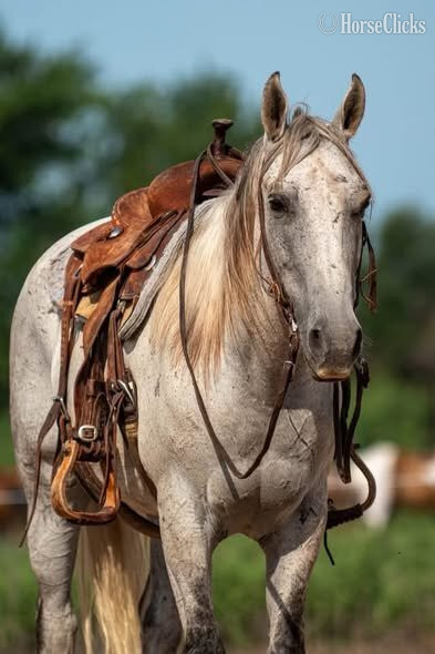 "Royal" Grey Gelding Quarter Horse - Quarter Horse in Texas