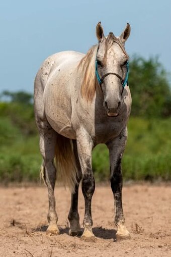 "Royal" Grey Gelding Quarter Horse