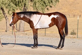 "CHEYANN" Overo Mare Paint