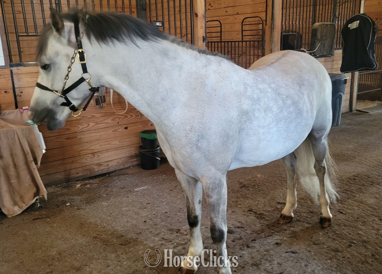 "Banktop Peter Pan" Grey Gelding Welsh Pony - Welsh Pony in Pennsylvania