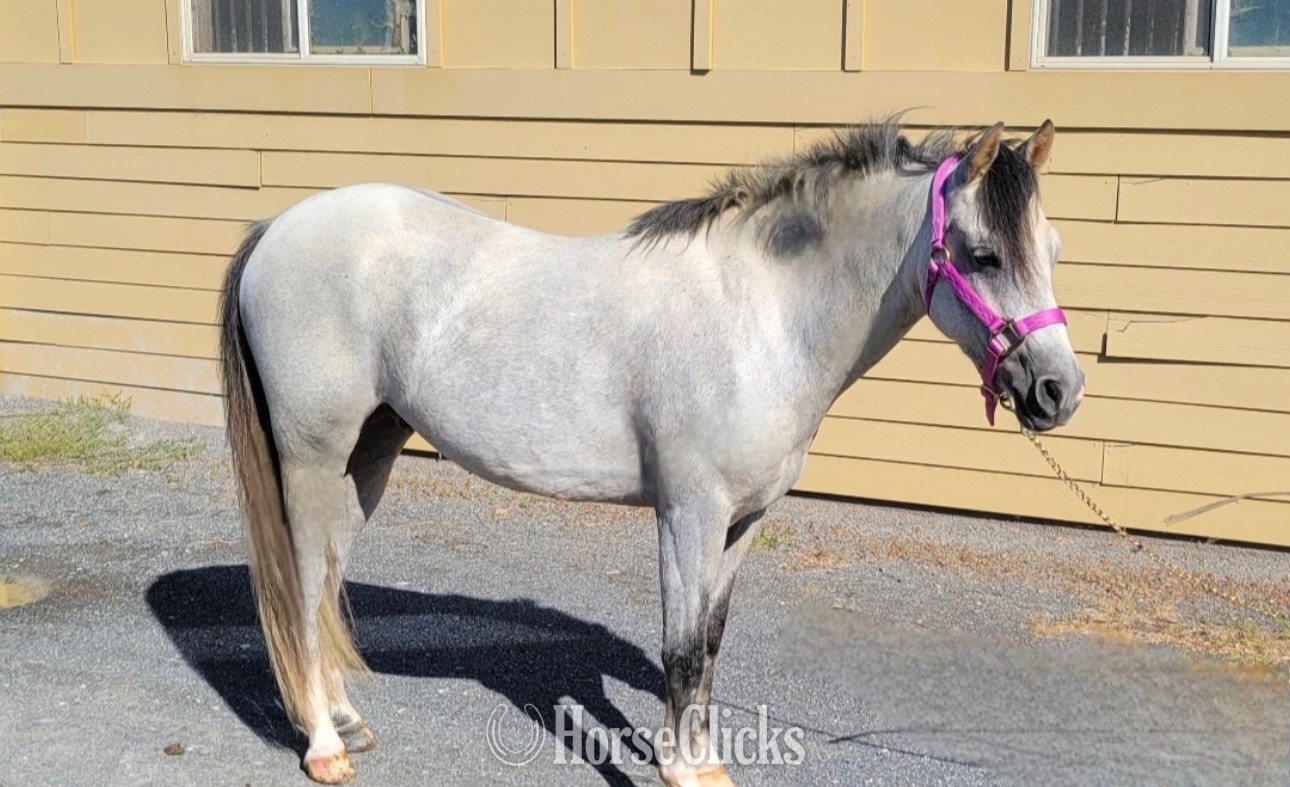 "Banktop Peter Pan" Grey Gelding Welsh Pony