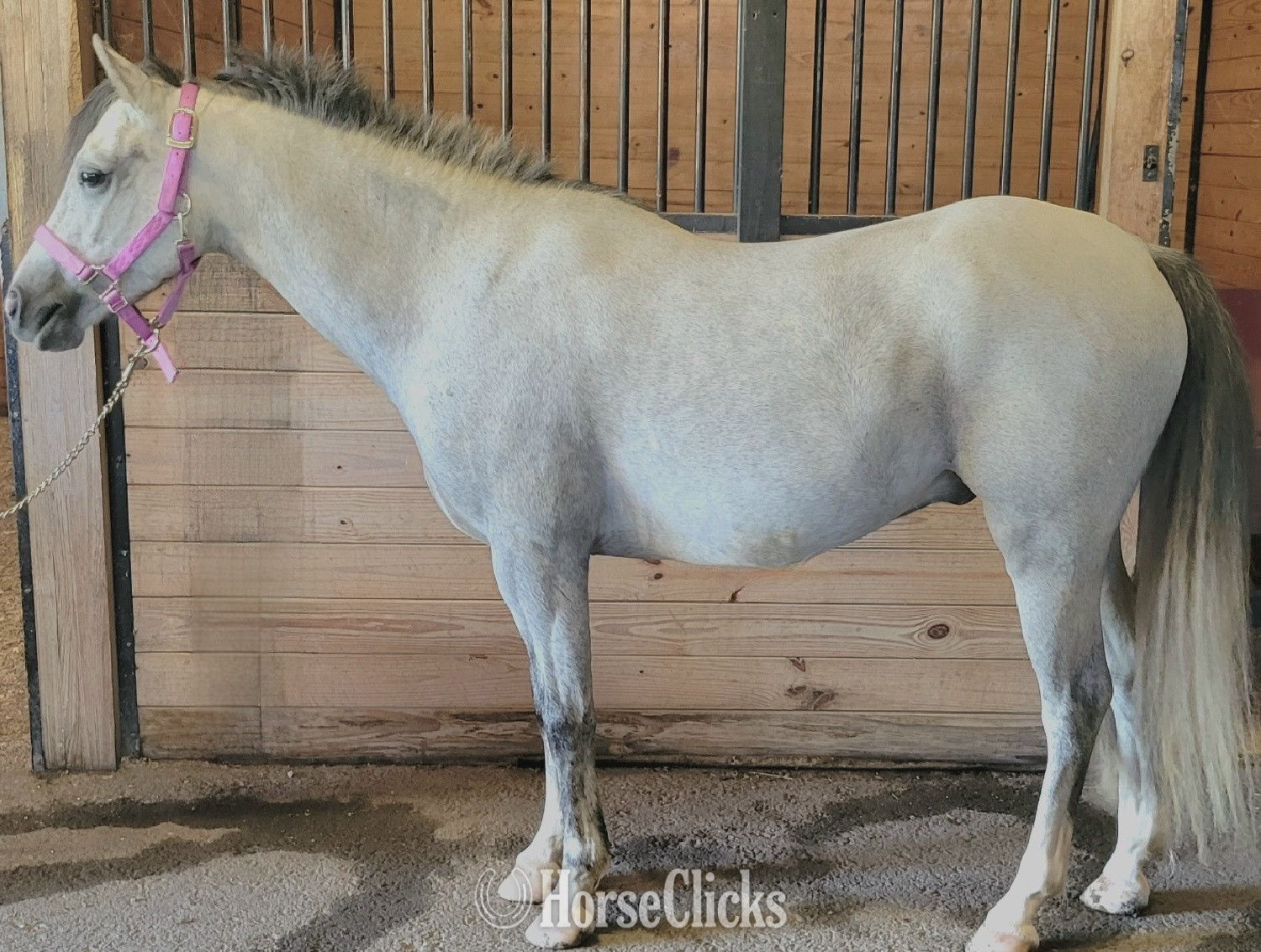 "Banktop Peter Pan" Grey Gelding Welsh Pony in Pennsylvania