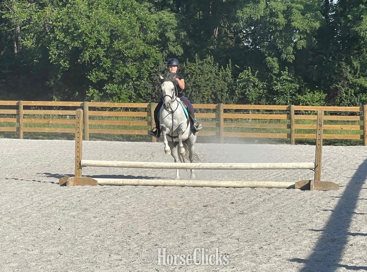 Pennsylvania "Banktop Peter Pan" Grey Gelding Welsh Pony