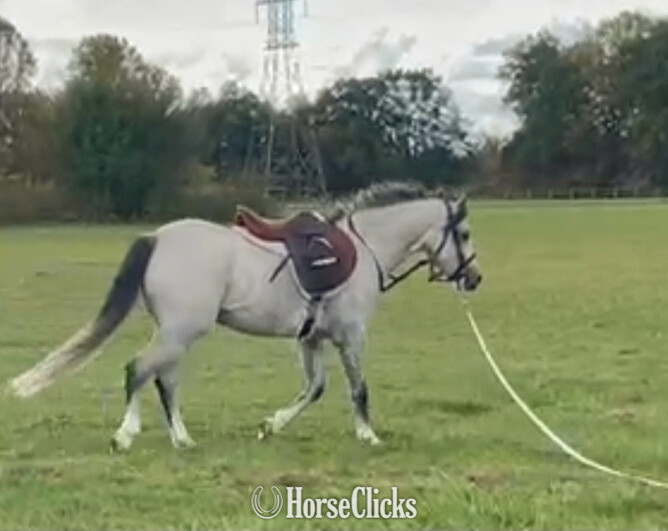 "Banktop Peter Pan" Grey Gelding Welsh Pony - Welsh Pony