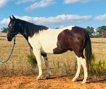 "Gus" Spotted Gelding Paint