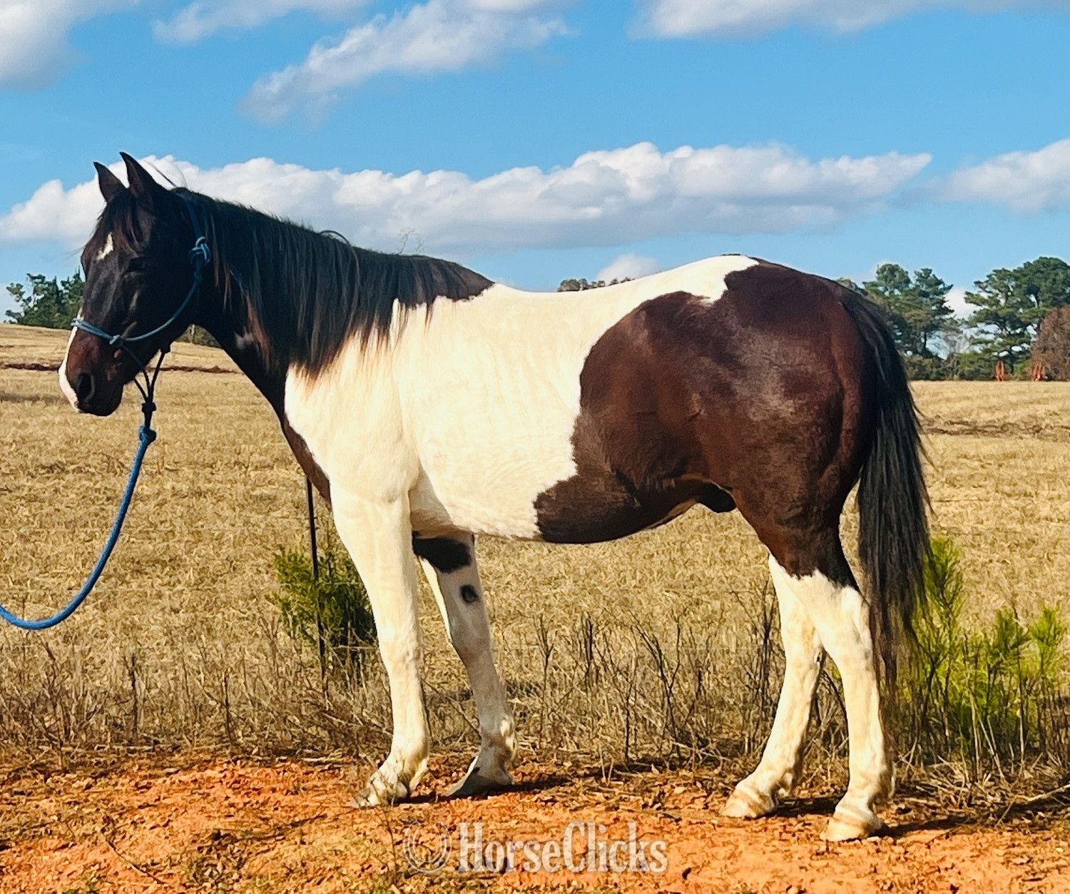 "Gus" Spotted Gelding Paint in Alabama