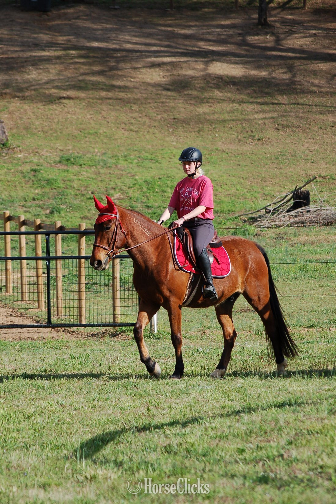 Bay 15hh Gelding for Lease in North Carolina