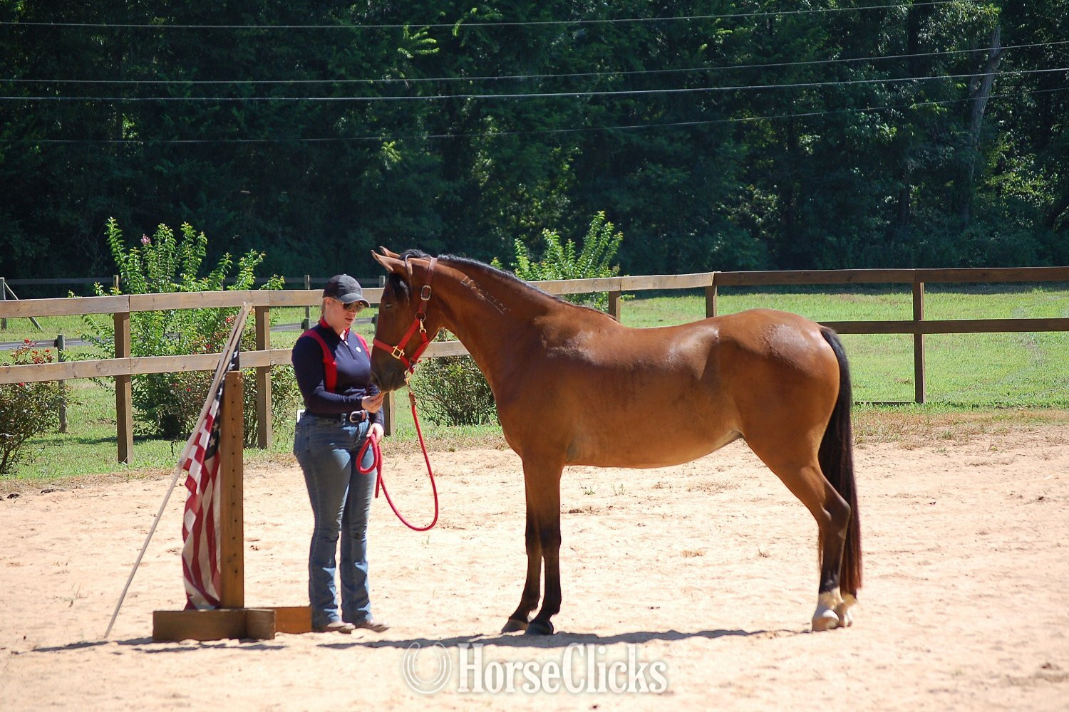 North Carolina Bay 15hh Gelding for Lease
