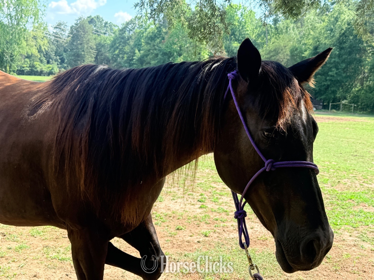  "High cash roller aka (lady Mae)" Brown Mare Quarter Horse