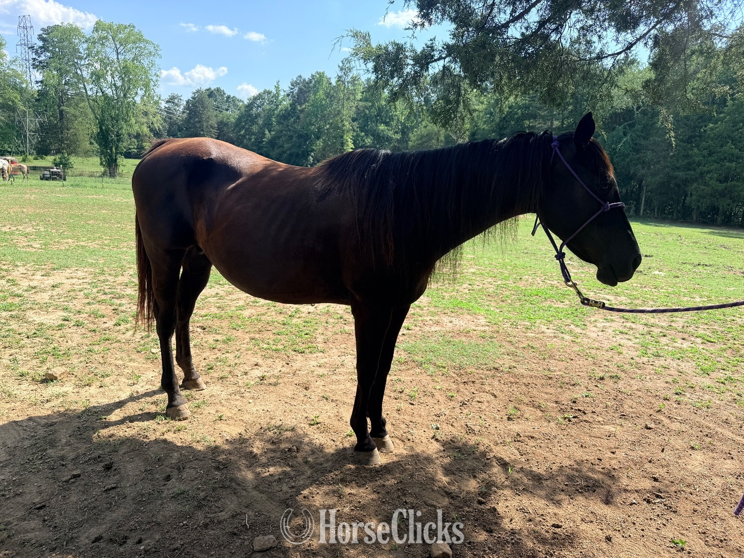 "High cash roller aka (lady Mae)" Brown Mare Quarter Horse - Quarter Horse in 