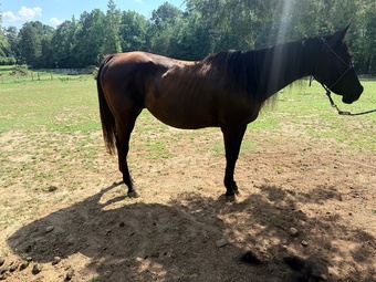 "High cash roller aka (lady Mae)" Brown Mare Quarter Horse