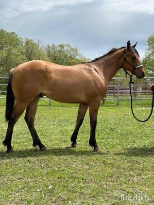 "Diesel" Dun Colt Quarter Horse in Minnesota
