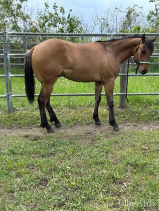 "Diesel" Dun Colt Quarter Horse