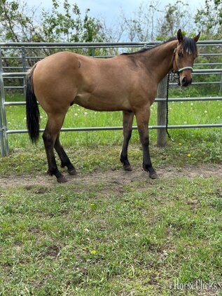 Minnesota "Diesel" Dun Colt Quarter Horse