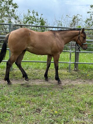 "Diesel" Dun Colt Quarter Horse - Quarter Horse in Minnesota