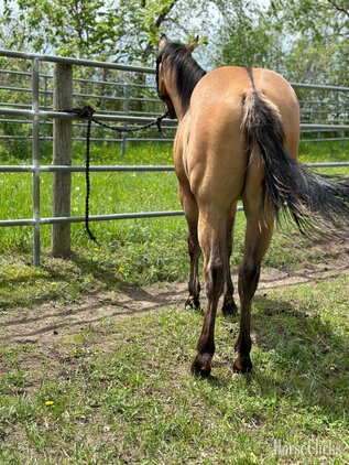 "Diesel" Dun Colt Quarter Horse - Quarter Horse
