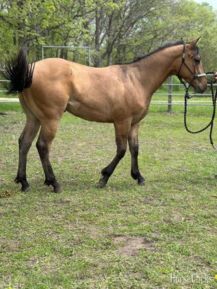 "Diesel" Dun Colt Quarter Horse Minnesota
