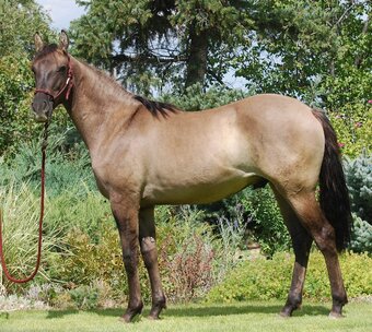 "MAGNETIC" Grullo Gelding Lusitano