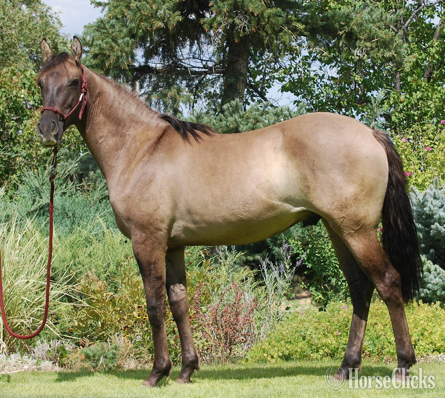 "MAGNETIC" Grullo Gelding Lusitano in Georgia