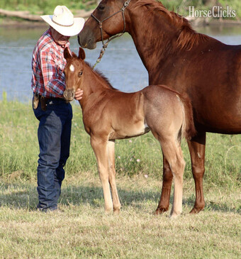 "FACE IT IMA CHIEF X SAN TULE SHASTA" Red Roan Colt Quarter Horse