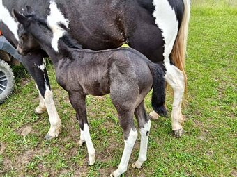 "LD Hotter N Blu Smoke" Blue Roan Filly Paint