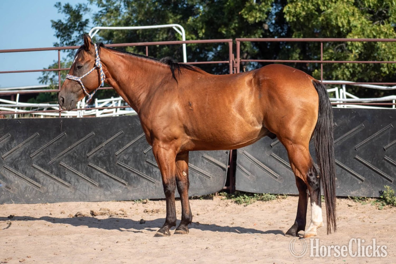 "Kubo" Bay Gelding Quarter Horse