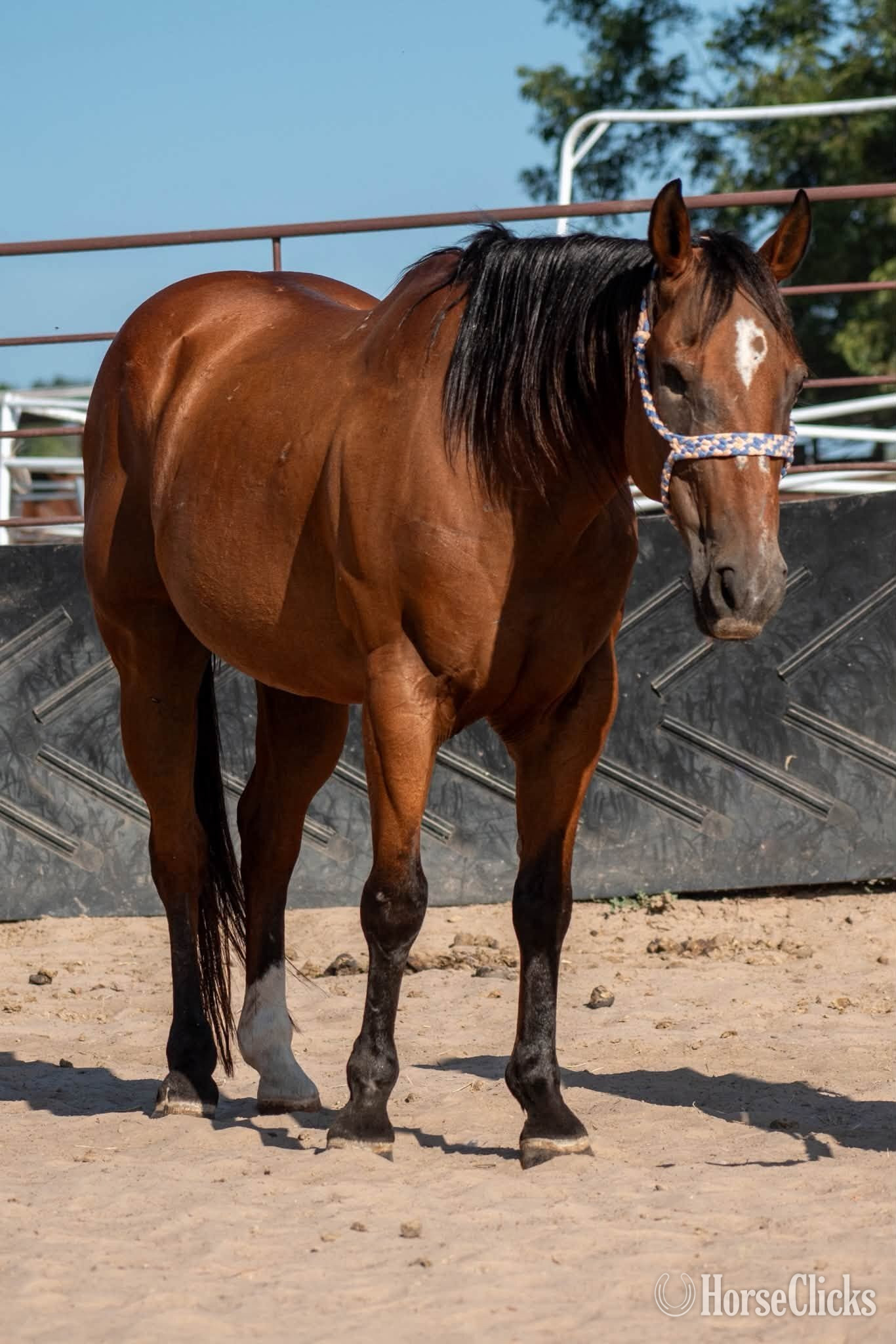 Texas "Kubo" Bay Gelding Quarter Horse