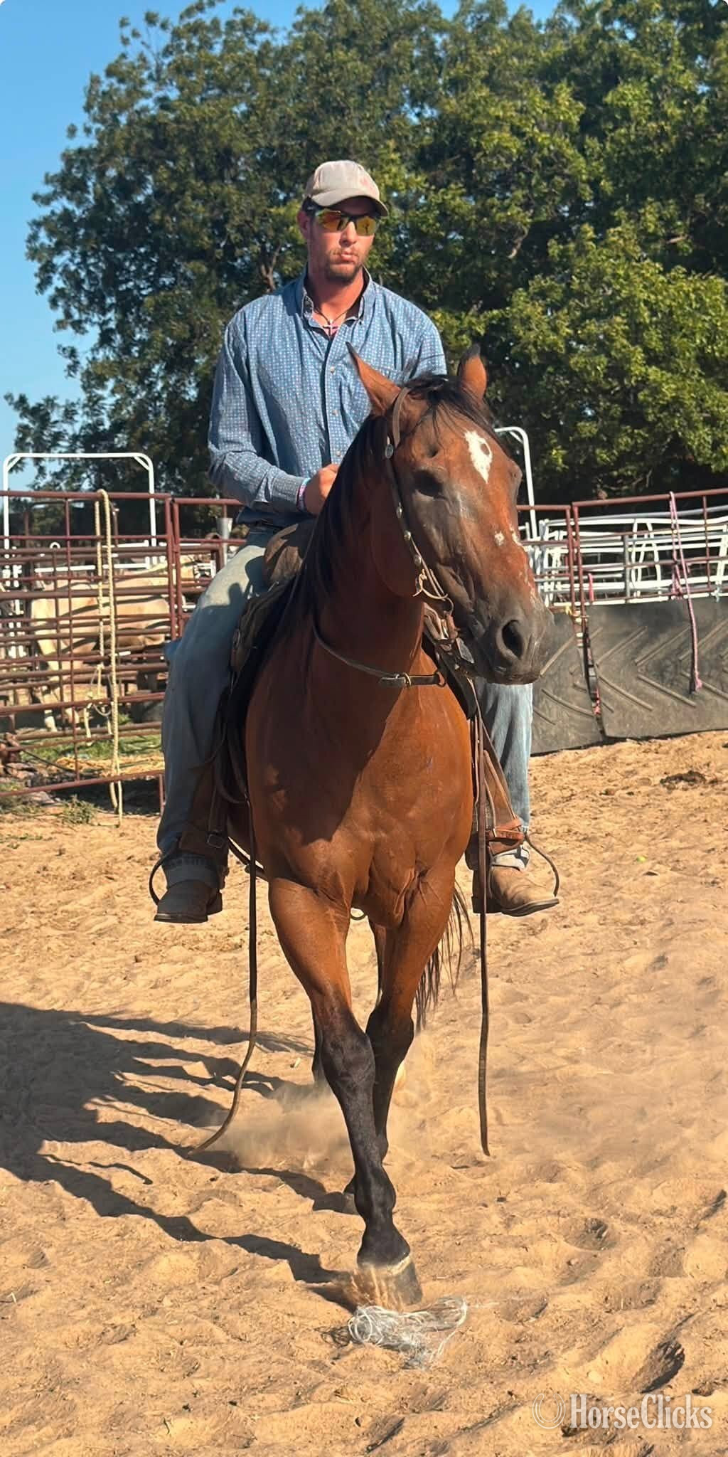 "Kubo" Bay Gelding Quarter Horse - Quarter Horse in Texas