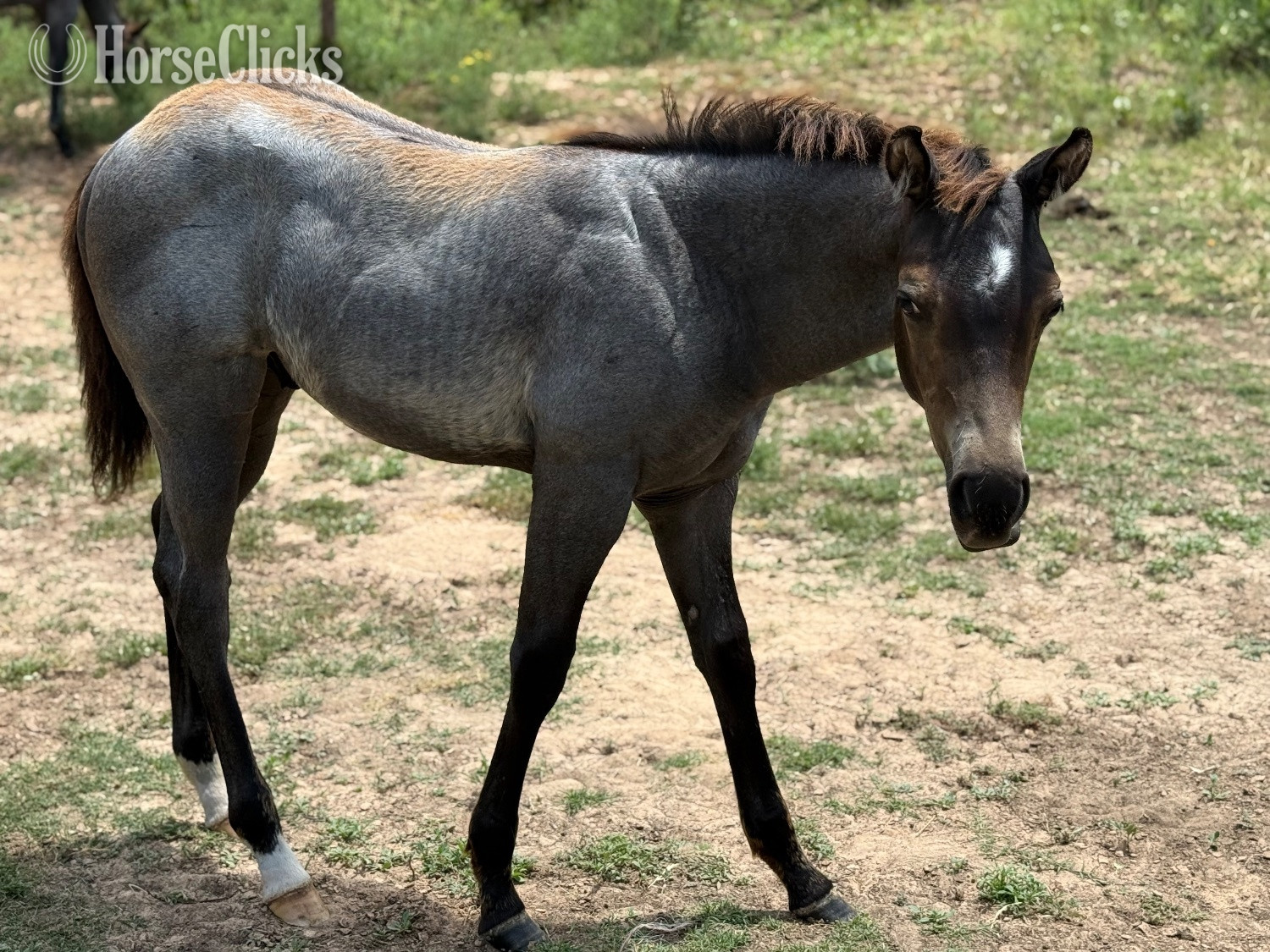 "Dunkin" Dun Colt Quarter Horse in Texas