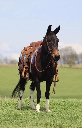 "Lil Jeff" Gelding Mule