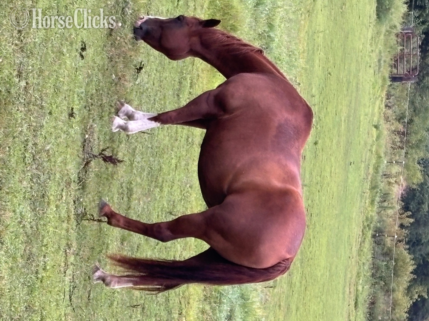 "Dually" Sorrel Mare Quarter Horse