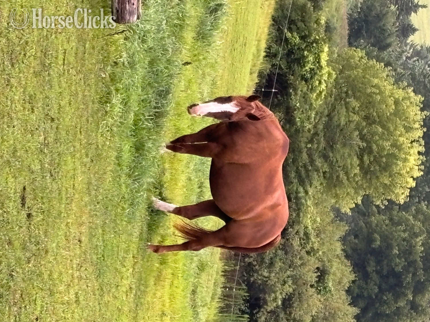 Minnesota "Dually" Sorrel Mare Quarter Horse