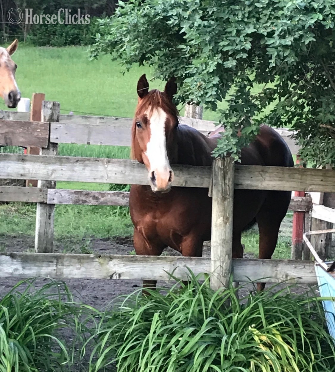 Quarter Horse - "Dually" Sorrel Mare Quarter Horse in Minnesota