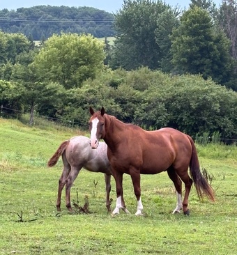 "Dually" Sorrel Mare Quarter Horse