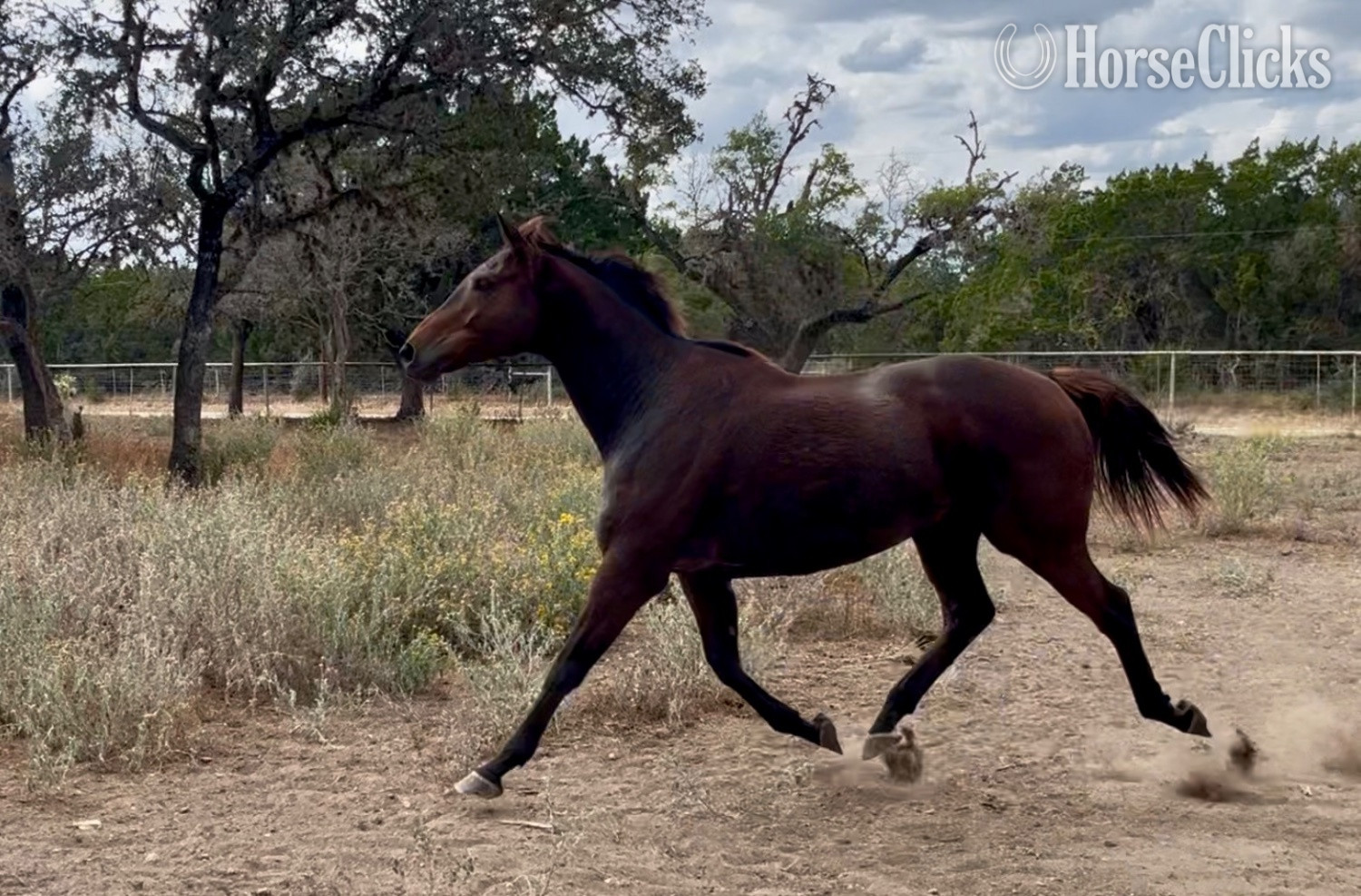 "Branch" Bay Gelding Thoroughbred in Texas