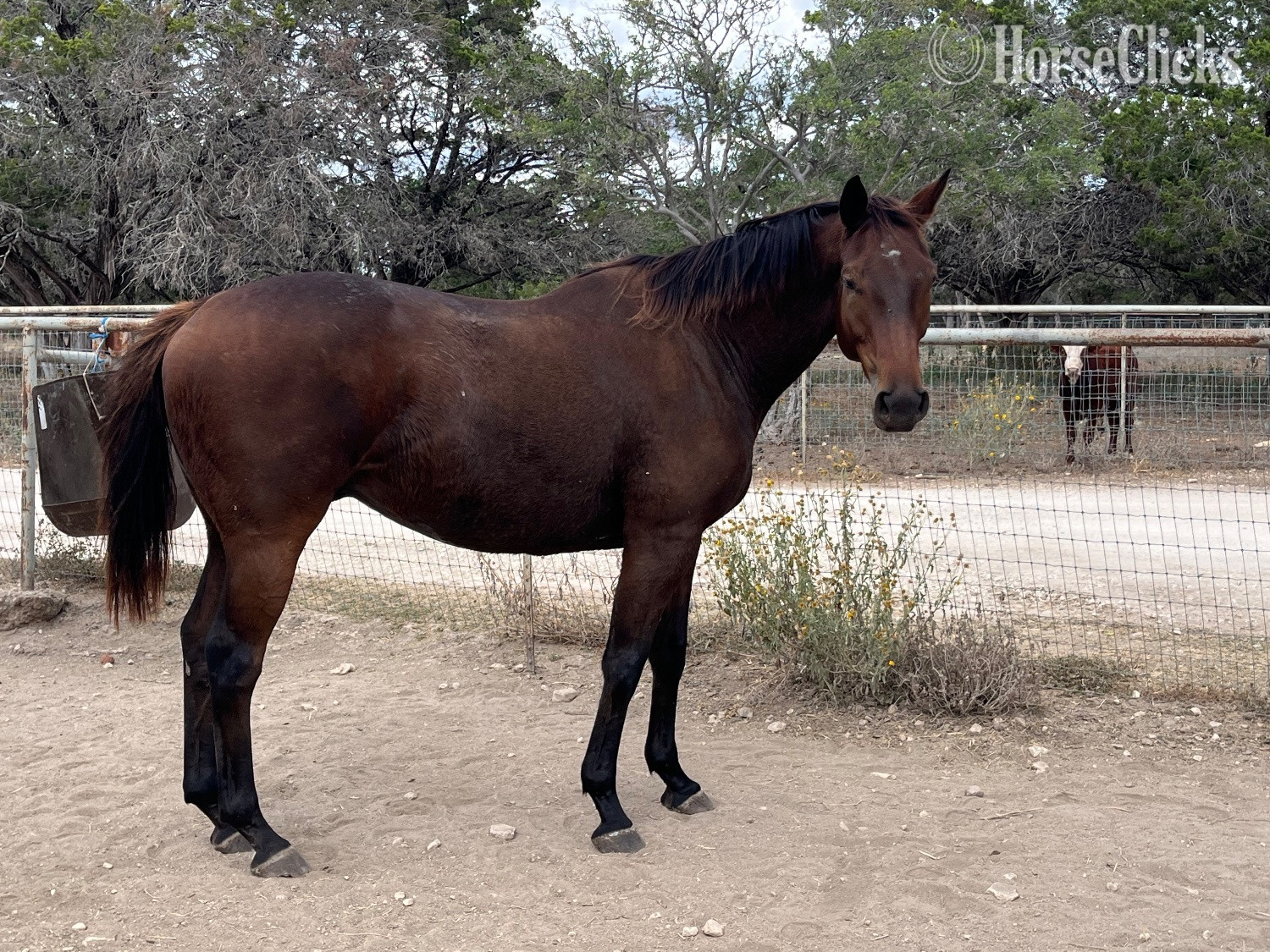 "Branch" Bay Gelding Thoroughbred