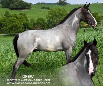 "DREW" Blue Roan Gelding Tennessee Walker