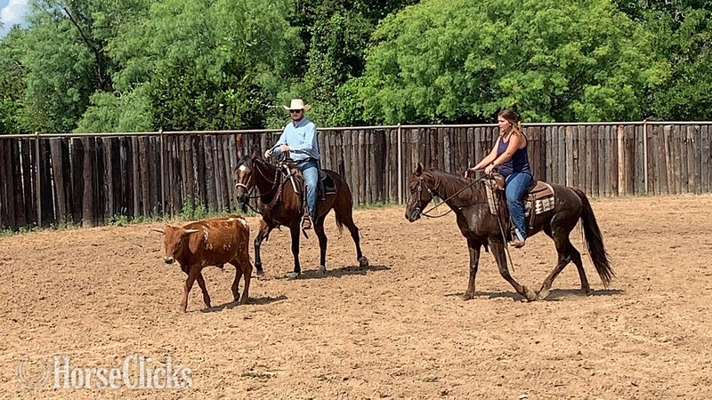 "Profit" Bay Gelding Quarter Horse