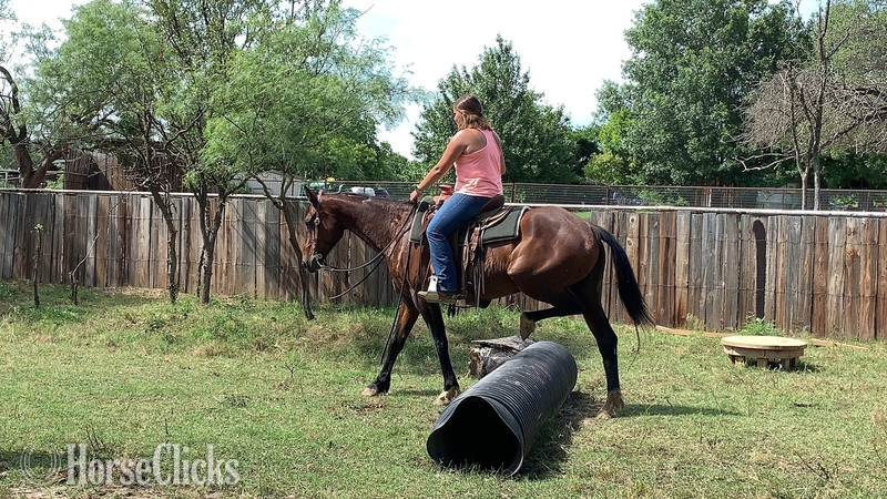 Texas "Profit" Bay Gelding Quarter Horse